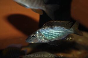 Stigmatochromis macrorhynchos 'Mumbo Island'
