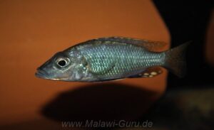Stigmatochromis macrorhynchos