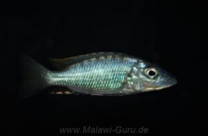 Stigmatochromis macrorhynchos 'Mumbo Island'