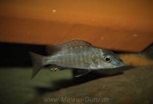 Stigmatochromis macrorhynchos 'Mumbo Island'