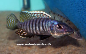Stigmatochromis macrorhynchos