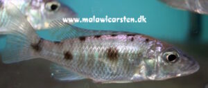 Stigmatochromis macrorhynchos 'Mumbo Island'