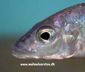 Stigmatochromis macrorhynchos 'Mumbo Island'