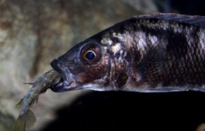 Stigmatochromis melanchros