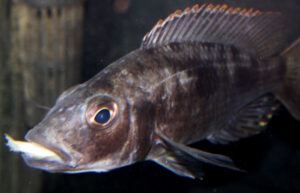 Stigmatochromis melanchros 'Chiofu Bay'