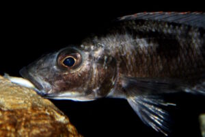 Stigmatochromis melanchros 'Chiofu Bay'