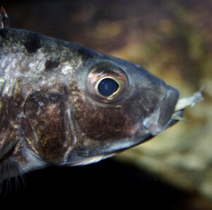 Stigmatochromis melanchros 'Chiofu Bay'
