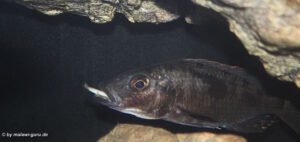 Stigmatochromis melanchros 'Chiofu Bay'