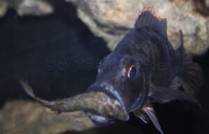 Stigmatochromis melanchros 'Chiofu Bay'