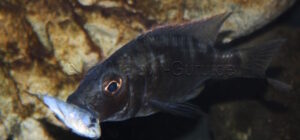Stigmatochromis melanchros