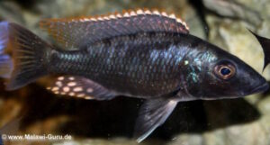 Stigmatochromis melanchros Arten
