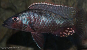 Stigmatochromis melanchros 'Chiofu Bay'