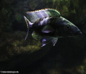 Stigmatochromis melanchros 'Chiofu Bay'