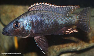 Stigmatochromis melanchros
