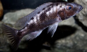Stigmatochromis melanchros 'Chiofu Bay'