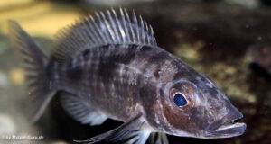Stigmatochromis melanchros 'Chiofu Bay'