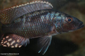 Stigmatochromis melanchros 'Chiofu Bay'