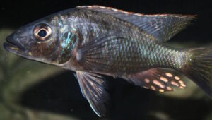 Stigmatochromis melanchros 'Chiofu Bay'