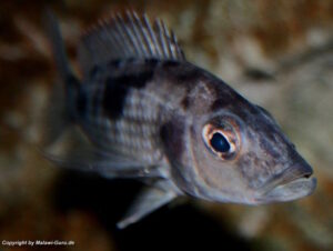 Stigmatochromis melanchros 'Chiofu Bay'