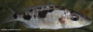 Stigmatochromis melanchros 'Chiofu Bay'