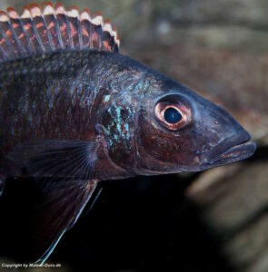 Stigmatochromis melanchros 'Chiofu Bay'