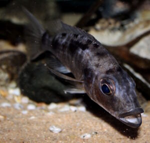 Stigmatochromis melanchros 'Chiofu Bay'