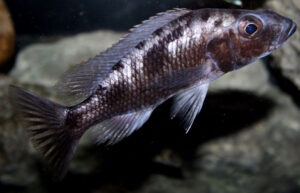 Stigmatochromis melanchros 'Chiofu Bay'