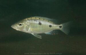 Stigmatochromis melanchros 'Mazinzi Reef'