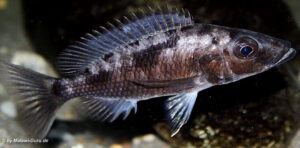 Stigmatochromis melanchros 'Chiofu Bay'