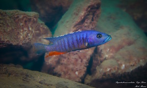 Stigmatochromis modestus