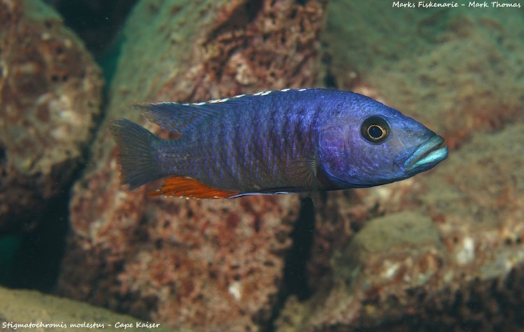 Stigmatochromis modestus 'Cape Kaiser''Cape Kaiser' Stigmatochromis modestus
