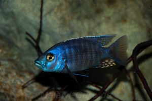 Stigmatochromis-Arten-Galerie