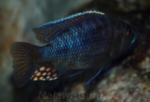Stigmatochromis modestus 'Likoma Island'