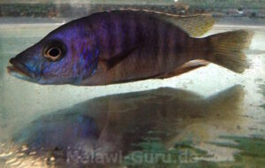Stigmatochromis modestus 'Mbenji Island'