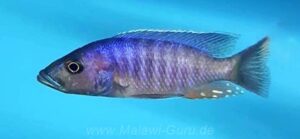 Stigmatochromis modestus 'Mbenji Island'