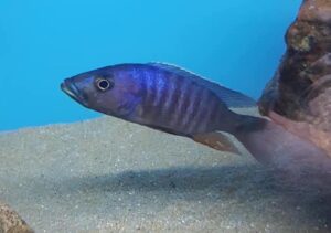 Stigmatochromis modestus 'Mbenji Island'