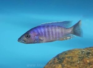 Stigmatochromis modestus Arten