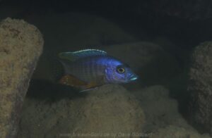Stigmatochromis modestus