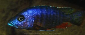 Stigmatochromis modestus 'Nakantenga Island'