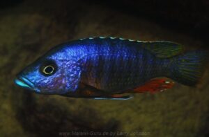 Stigmatochromis modestus 'Nakantenga Island'