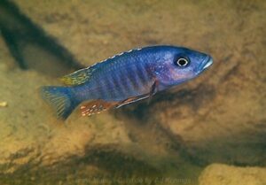 Stigmatochromis modestus 'Namalenje Island'