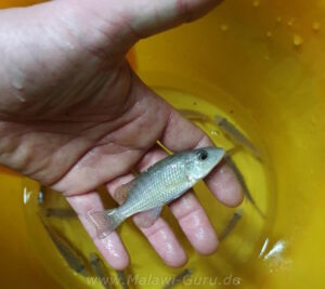 Stigmatochromis pholidophorus 'Chiloelo'