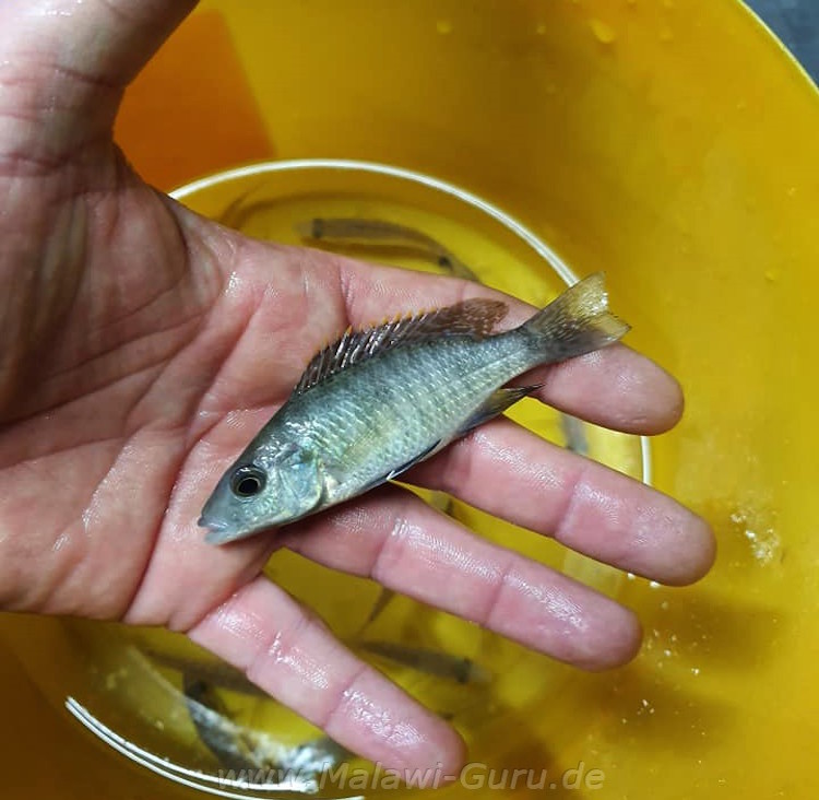 Stigmatochromis pholidophorus 'Chiloelo''Chiloelo' Stigmatochromis pholidophorus 'Chiloelo'