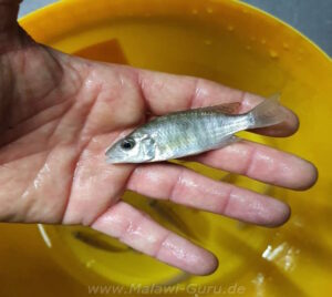 Stigmatochromis pholidophorus 'Chiloelo'