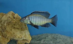 Stigmatochromis pholidophorus