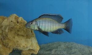 Stigmatochromis pholidophorus