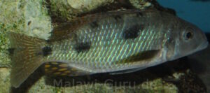 Stigmatochromis pholidophorus 'Masinje'