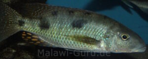 Stigmatochromis pholidophorus 'Masinje'