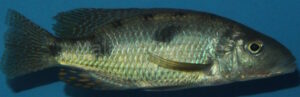 Stigmatochromis pholidophorus