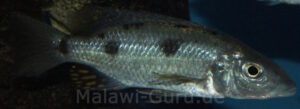 Stigmatochromis pholidophorus 'Masinje'